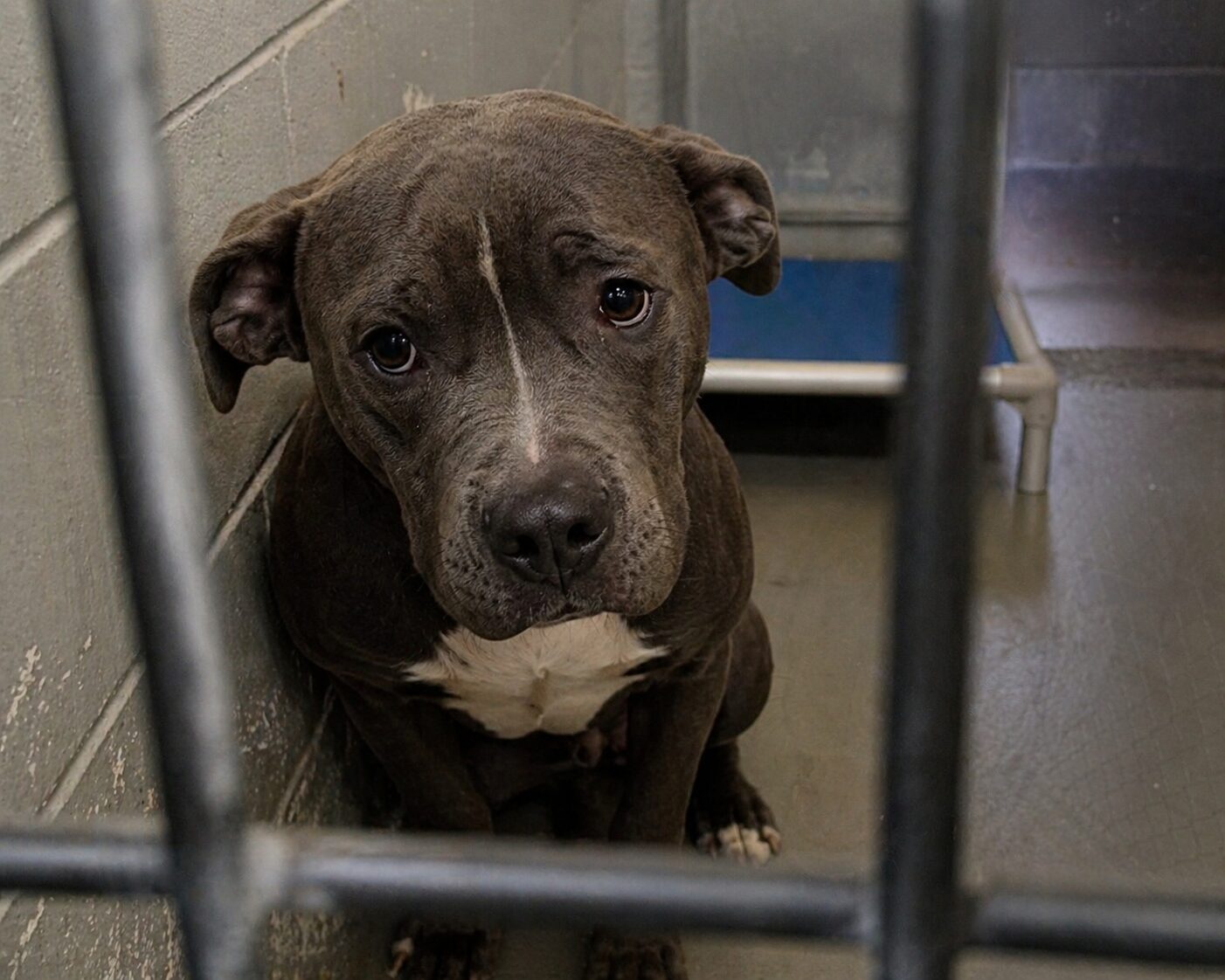 Every Order Helps an Animal in a Shelter visual